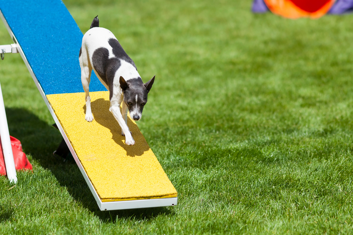 Agility Dog on See-Saw or Teeter Totter