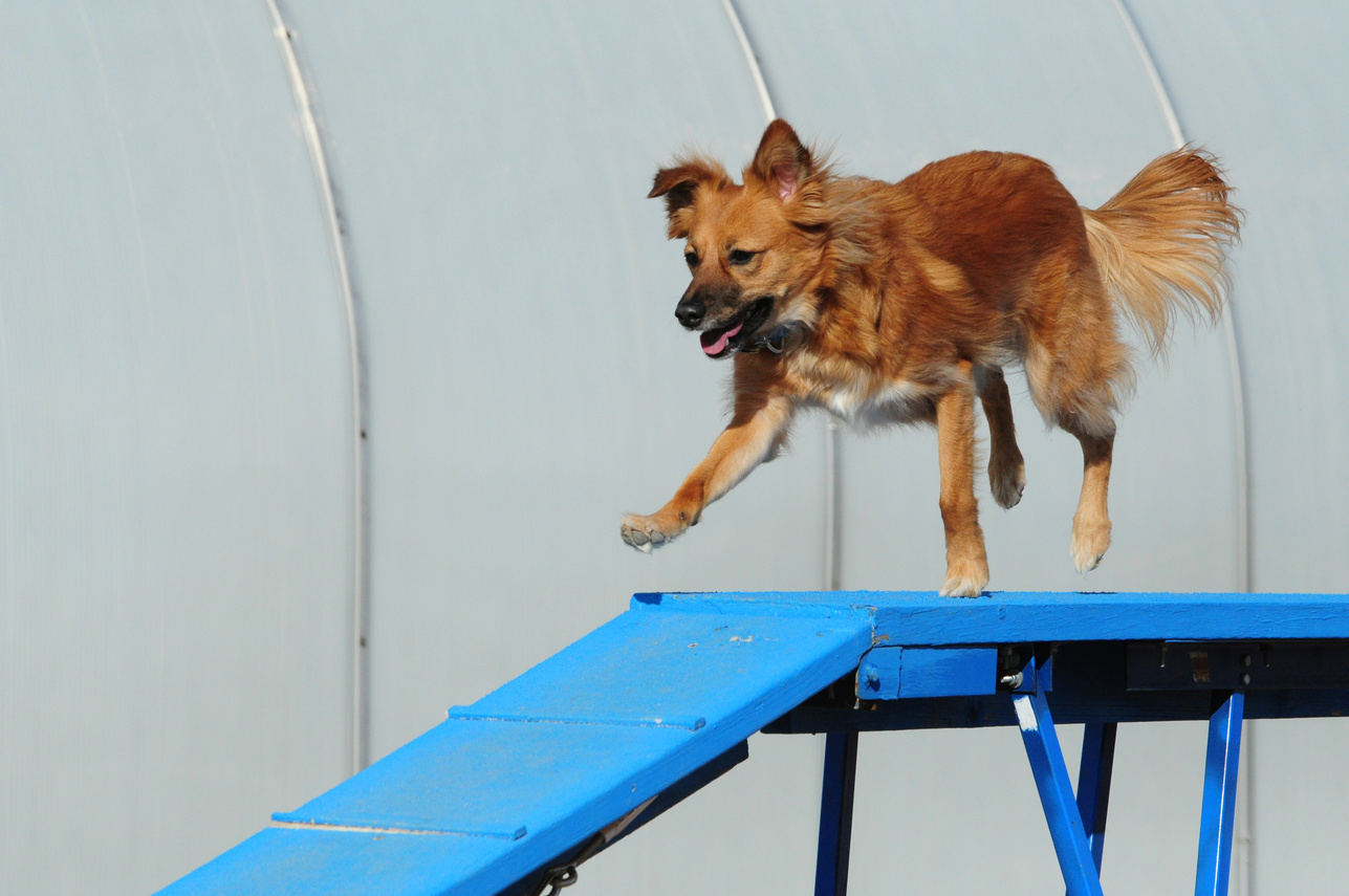 Dog agility: dogwalk