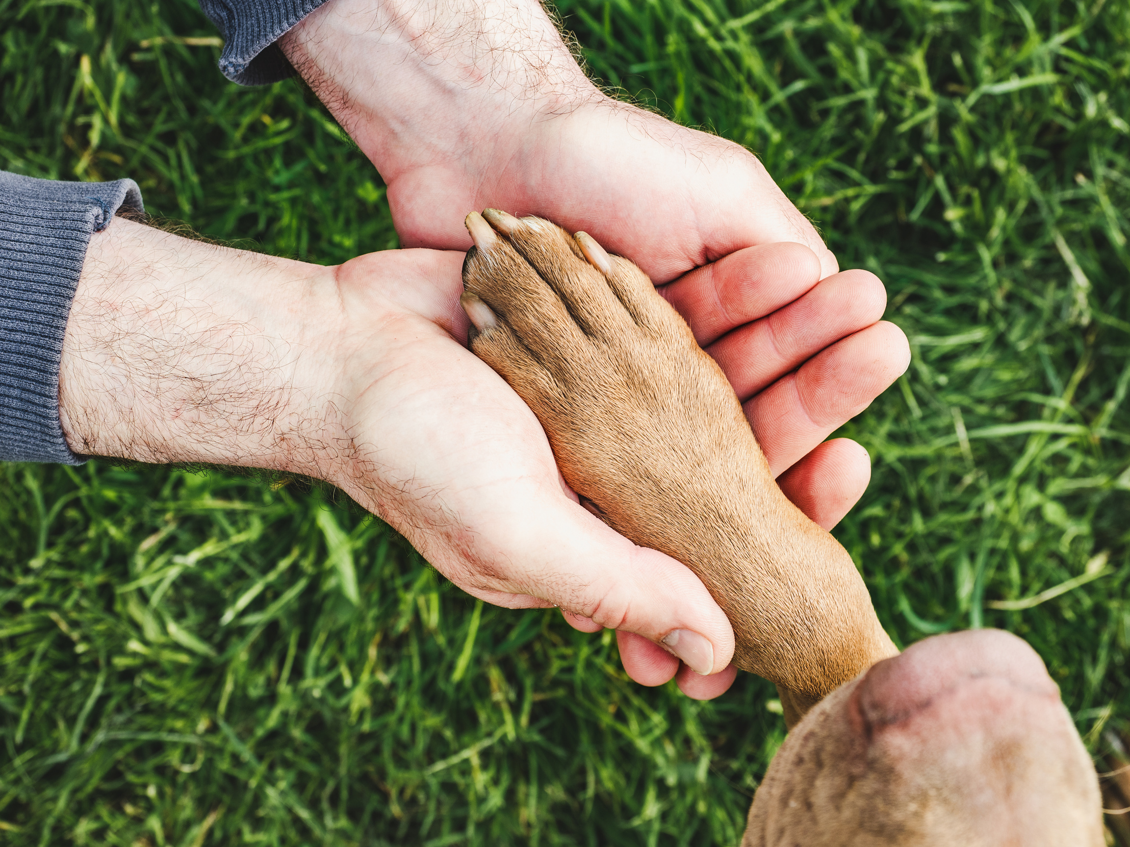 Dog's Paw on Human Hands