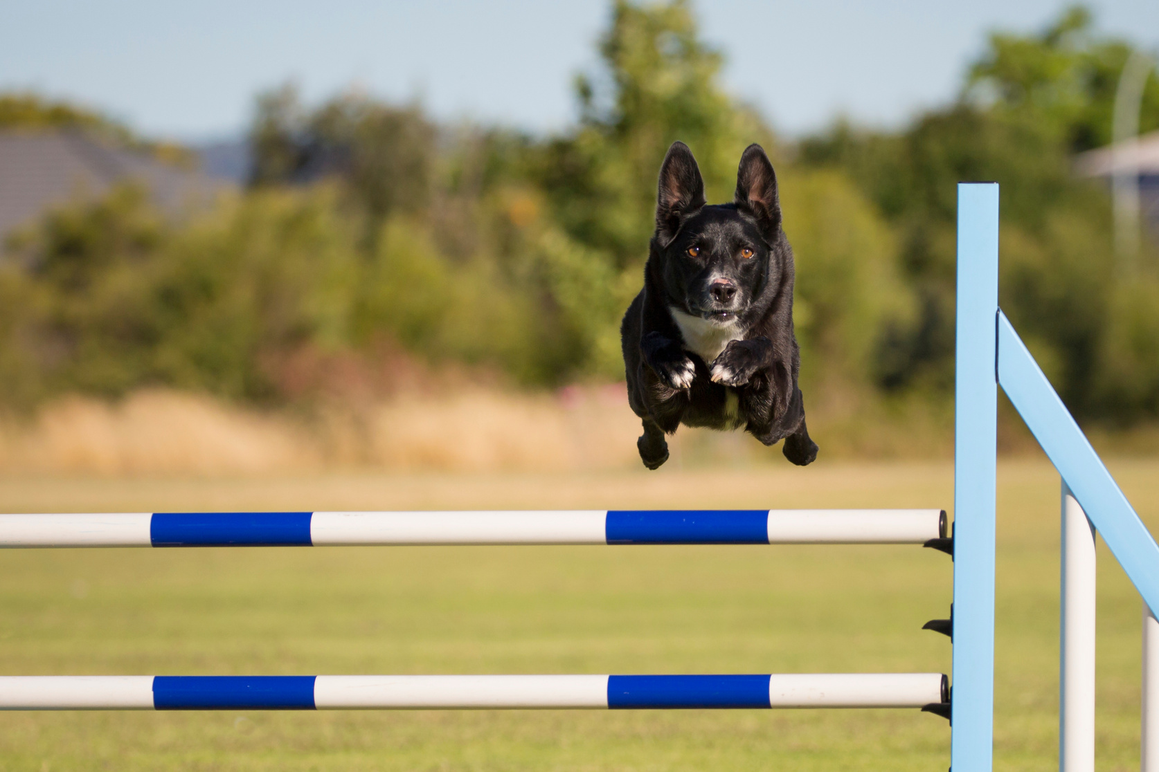 Agility Dog Jumping